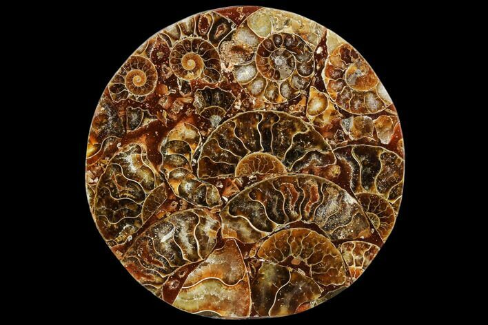 Composite Plate Of Agatized Ammonite Fossils #107320